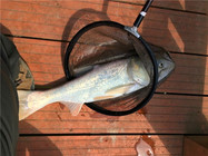 分享水库野钓鲢鳙鱼的钓具搭配技巧