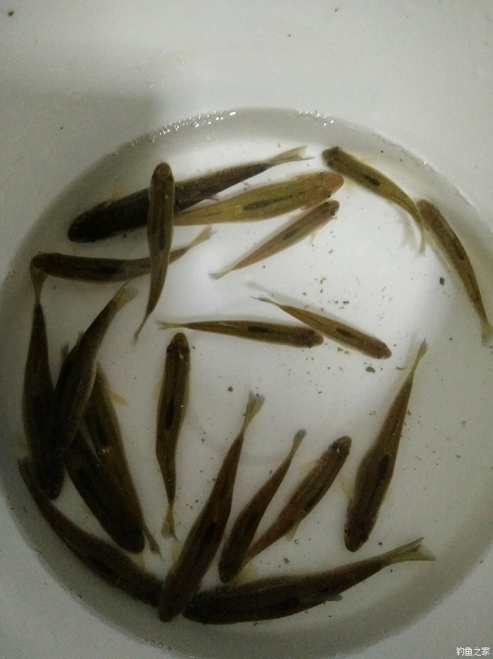 台湾土虱鱼图片