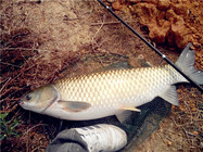 釣友分享四款適合釣草魚的餌料配方