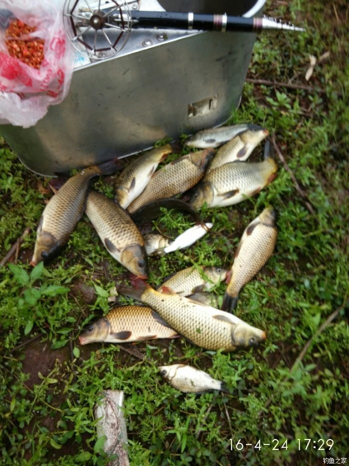 合川穀子釣鯉魚真兇 自制餌料釣鯉魚