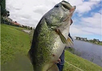 《路亚钓鱼视频》 男子夏季湖边路亚作钓鲈鱼连竿