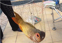 《垂釣對象魚視頻》 美女江河釣獲巨大黃金鯉魚