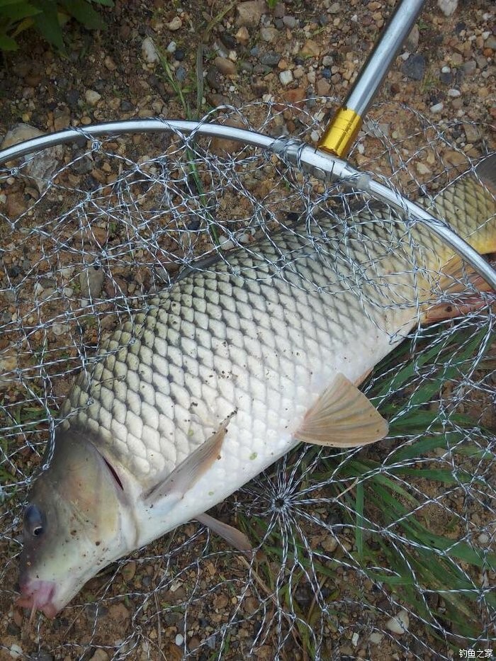 鯉魚和鯽魚各一條鯉魚大了點 龍王恨餌料釣鯉魚