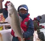 《蓝旗鱼小汐路亚视频》海鲈之旅2015海鲈第一季