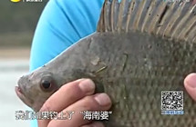 《江湖行钓鱼视频》119 游钓海南岛探寻飞鱼