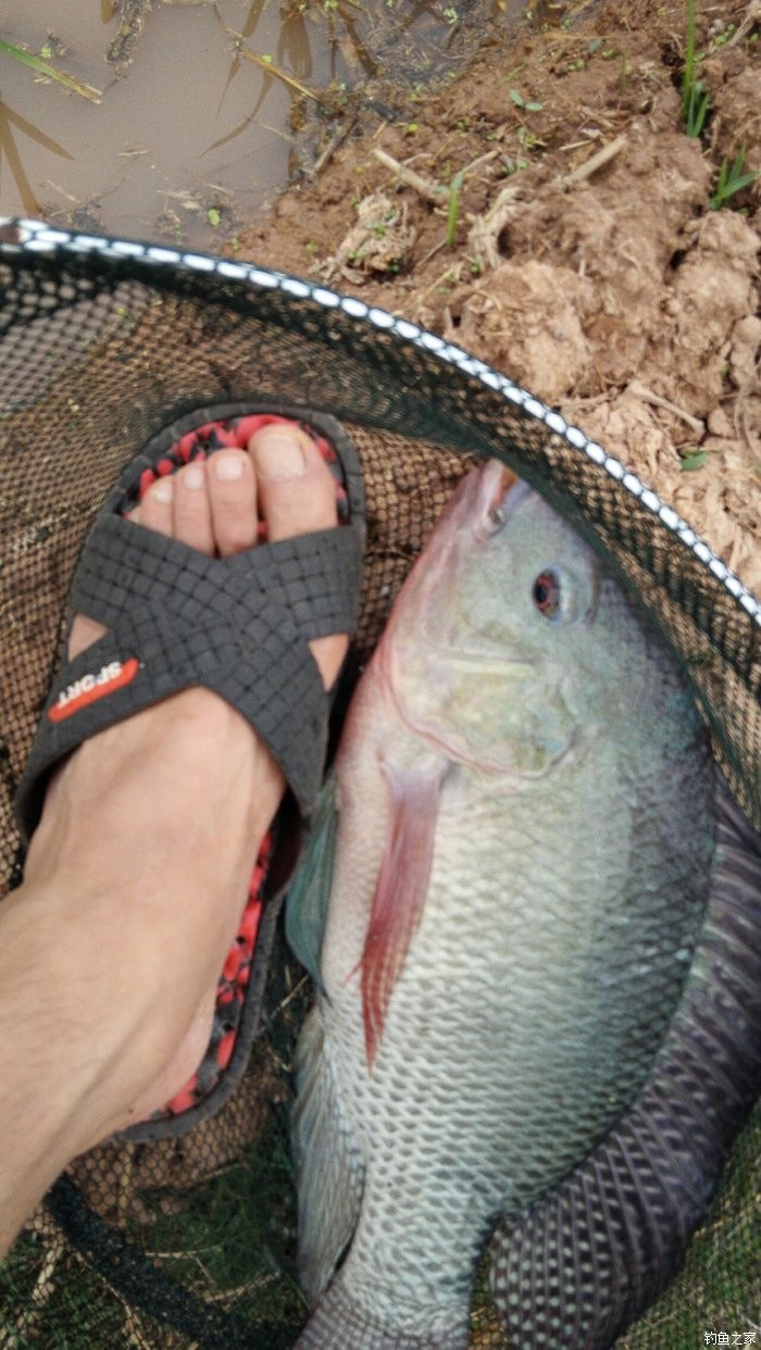 蚯蚓拖釣大羅非 蚯蚓餌料釣羅非魚