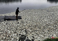 《釣友原創(chuàng)釣魚視頻》魚塘一夜死20萬斤魚