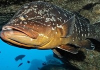 《海洋战士》第41集 东海钓获巨型石斑鱼