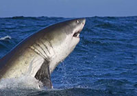 保护鲨鱼,从海钓爱好者做起
