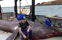 澳洲渔民捕获3吨巨型姥鲨赠与博物馆