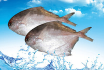 鱼型路亚钓带鱼鲳鱼技法