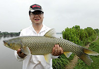 夏釣小河旁喜獲大草魚大板鯽