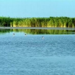 大蒲草湖