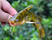 夏秋季节垂钓黄颡鱼的方法