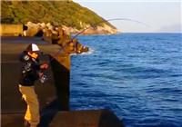 《海釣視頻》 男孩碼頭釣獲大青甘魚