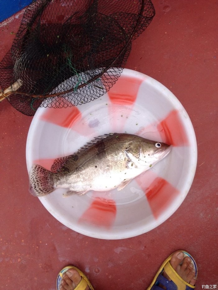 長江野生桂花魚