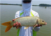 秋季濕地手竿配合商品餌爽釣鯉魚鳊魚