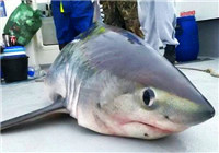 英國釣友意外釣到重達400斤鼠鯊