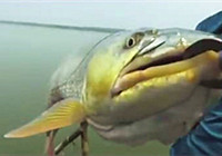 《路亚钓鱼视频》 大鳡鱼洗鳃就是这么刺激！