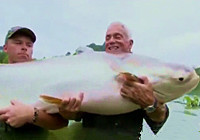 《钓鱼视频》 湄公河路亚上百公斤巨鲶