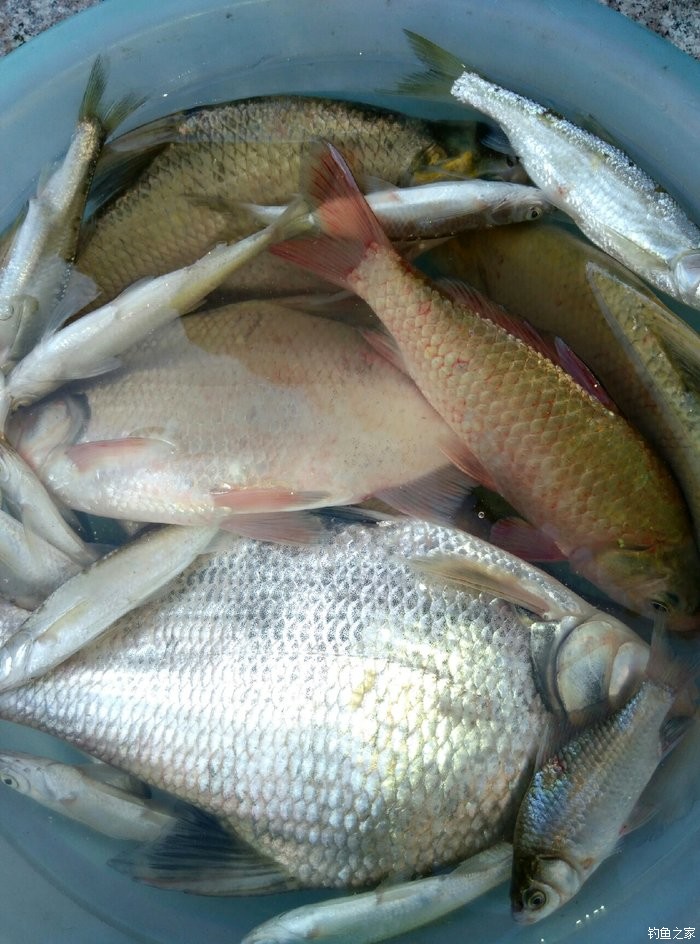 太湖釣鯿篇(3) 老鬼餌料釣鯿魚