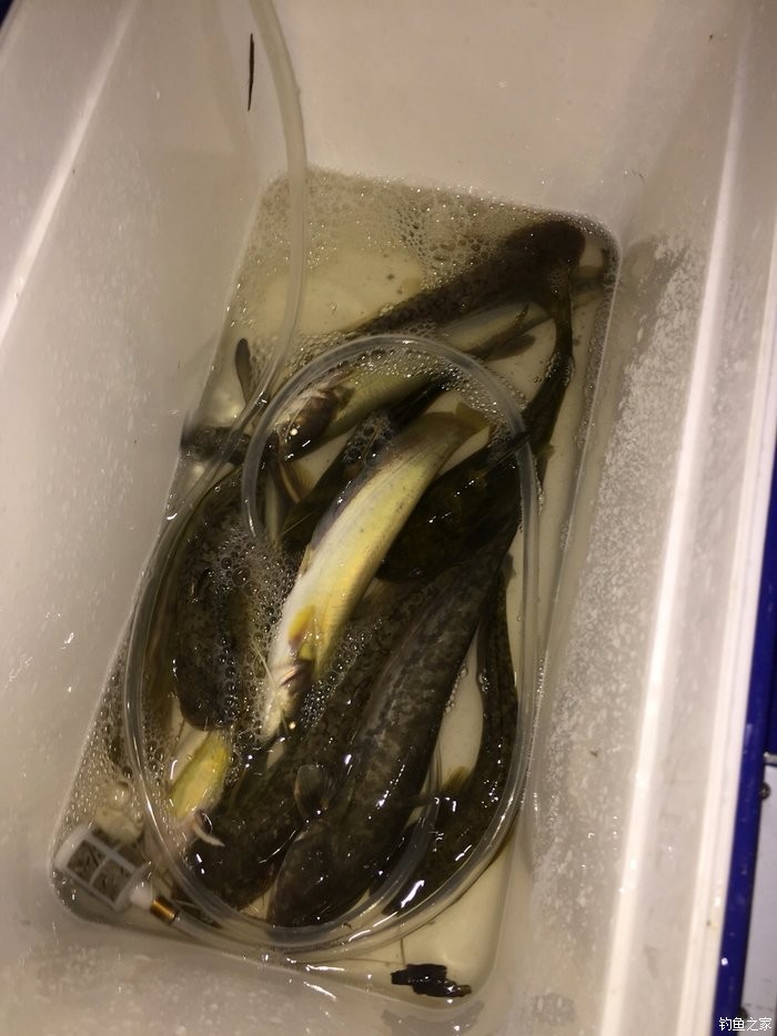 夜釣無鱗魚 蚯蚓餌料釣鯪魚