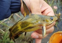 河流里钓黄颡鱼的实战经验和技巧