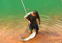 《垂钓对象鱼视频》 水库海竿钓获55斤大草鱼