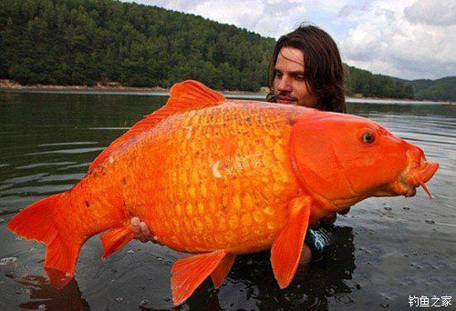 世界上最大鲤鱼图片图片