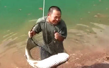 《垂钓对象鱼视频》 河边抛竿成功钓获大草鱼