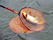 分享春季黑坑钓鲤鱼的饵料秘方和技巧