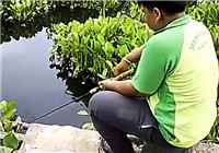 《垂钓对象鱼视频》 钓友在鱼塘钓获大个体鲢鱼