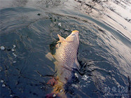秋季库钓鲤鱼时四种最佳钓点位置
