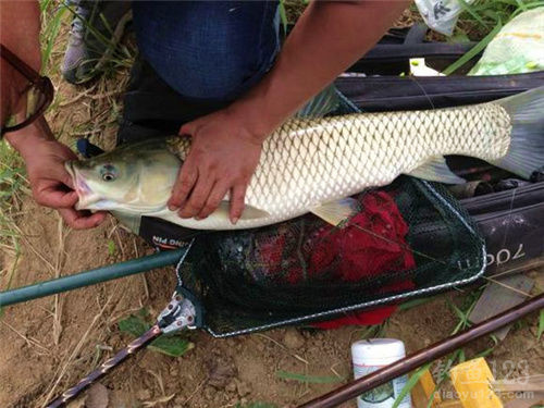 釣草魚