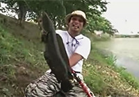 《路亚钓鱼视频》 男子路亚野钓擒获巨大黑鱼