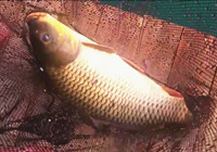 《垂釣對象魚視頻》 男子夏季水上釣黃金鯉魚