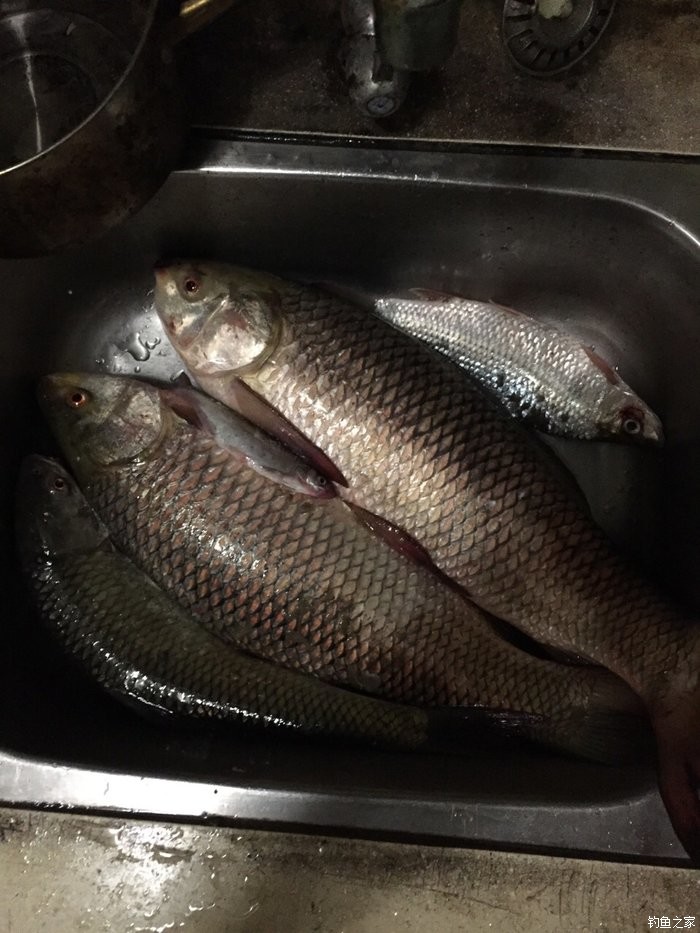 廣州增城萬田水庫～～泰鯪 丸九餌料釣鯪魚