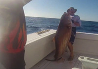 《海钓视频》 男子海钓钓获49kg红甘鱼
