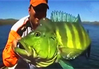 《路亚钓鱼视频》 男子用虫形拟饵钓获罕见绿色大鱼