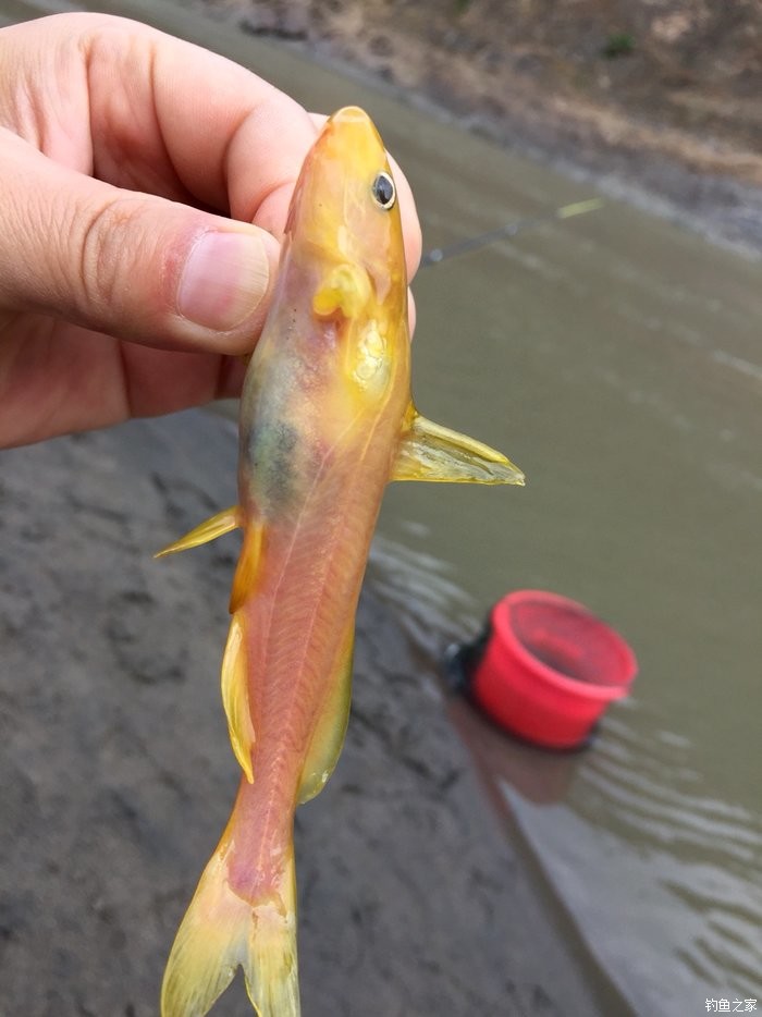 金沙江垂釣,清一色黃辣丁 蚯蚓餌料釣黃顙魚