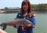 《江湖行钓鱼视频》175 上海黑坑钓获巨型青鱼