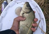 冬季釣鯽魚的小技巧分享