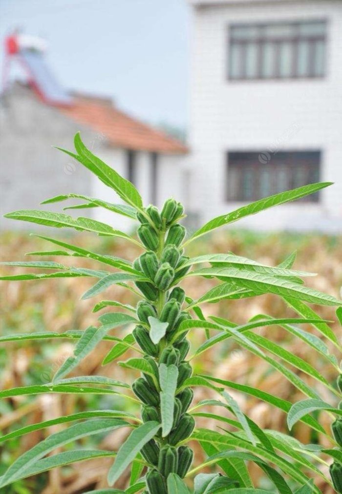 芝麻是常见的农作物之一老妈每年都会种一点芝麻