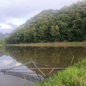 古枫树老胡垂钓中心