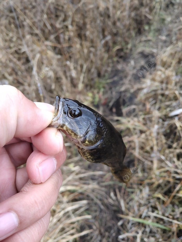 路亞最後的對象魚---老頭