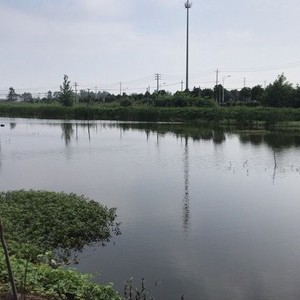 杨桥生态垂钓中心天气预报