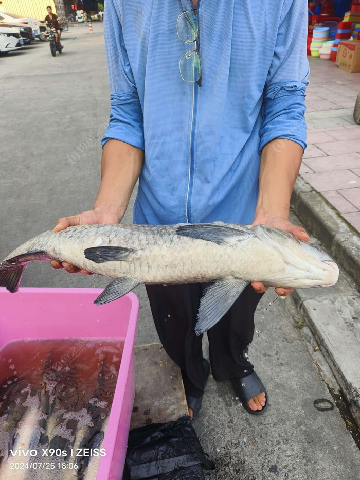 田头钓鱼场