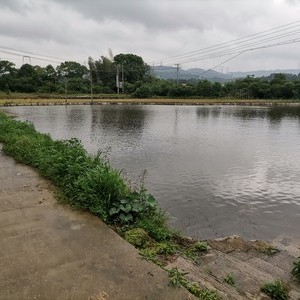 新山塘垂钓大鱼塘