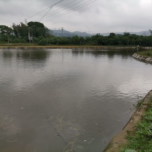 新山塘垂钓大鱼塘