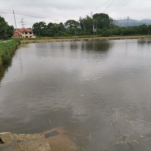 新山塘垂钓大鱼塘